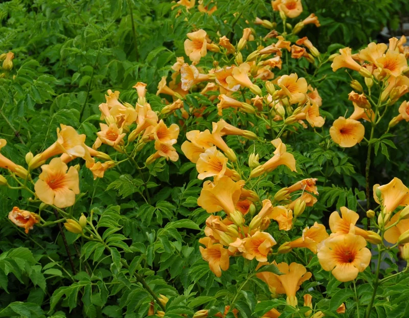 BIGNONIA CAMPSIS SUMMER JAZZ GOLD TRUMPET VASO 15CM
