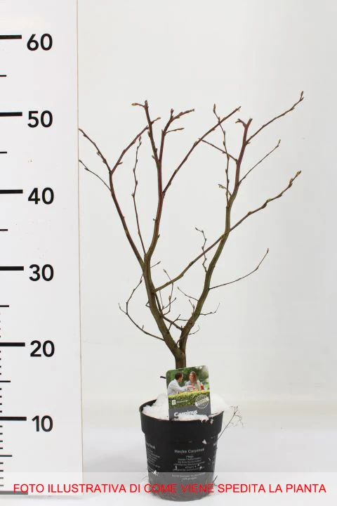 CARPINUS BETULUS CARPINO VASO 14CM