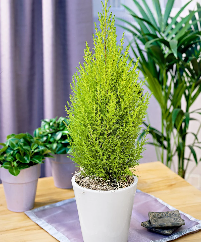 CUPRESSUS GOLDEN CREST CIPRESSO WILMA VASO 12CM