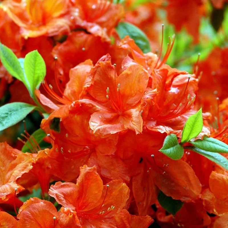 AZALEA MOLLIS HOTSPUR RED VASO 21CM