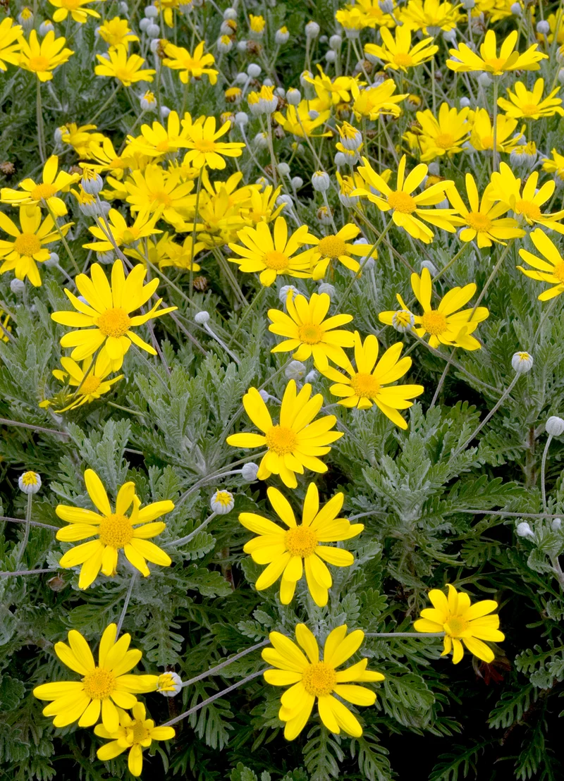 EURYOPS PECTINATUS VASO 18CM