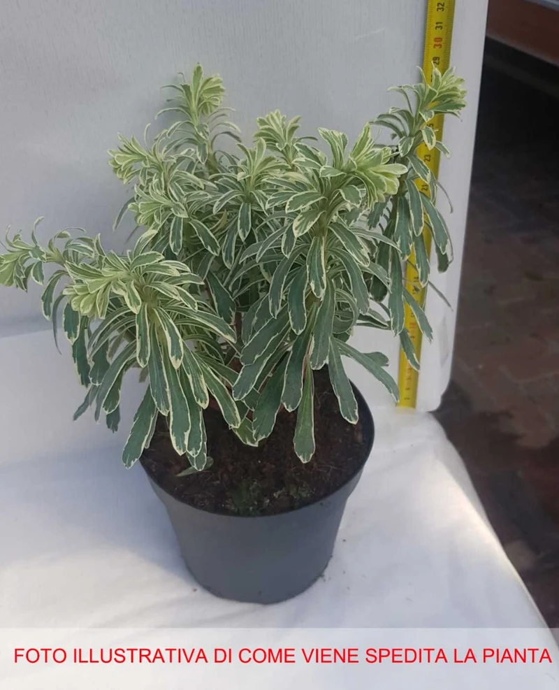 EUPHORBIA CHARACIAS SILVER SWAN VASO 15CM