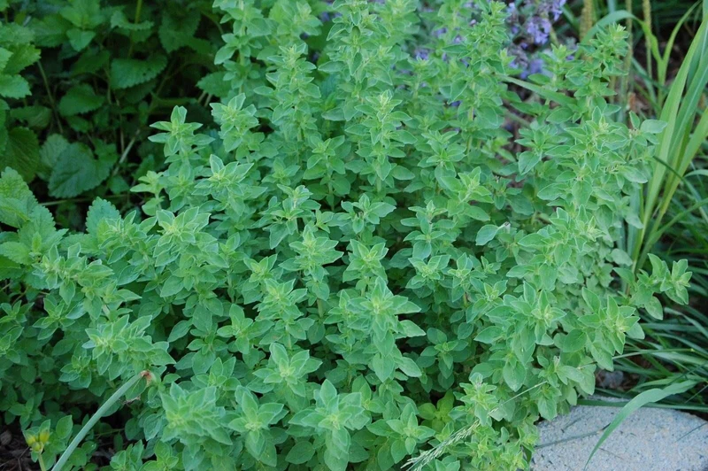 ORIGANO IN VASO 18CM