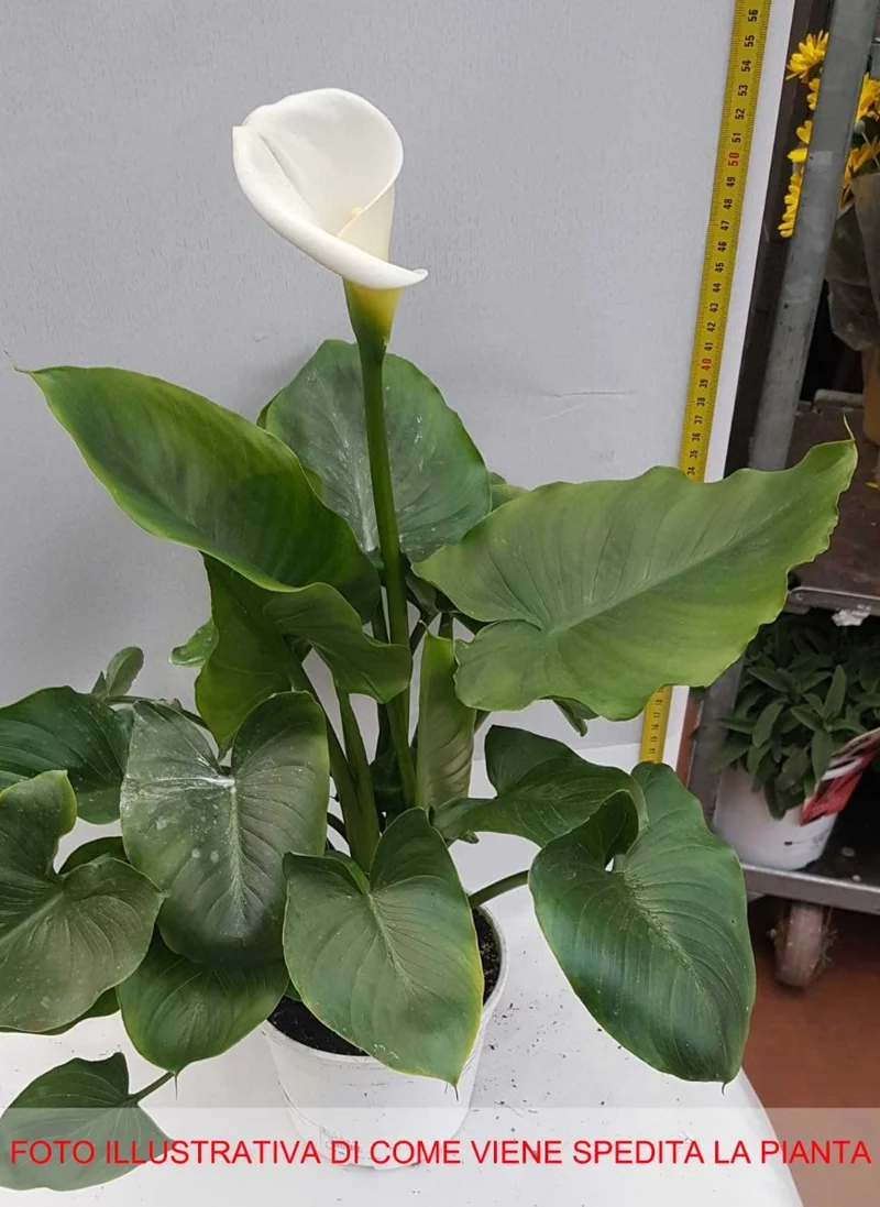 CALLA ZANTEDESCHIA BIANCA VASO 15CM