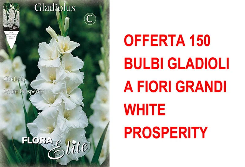 OFFERTA 150 BULBI GLADIOLI A FIORI GRANDI WHITE PROSPERITY