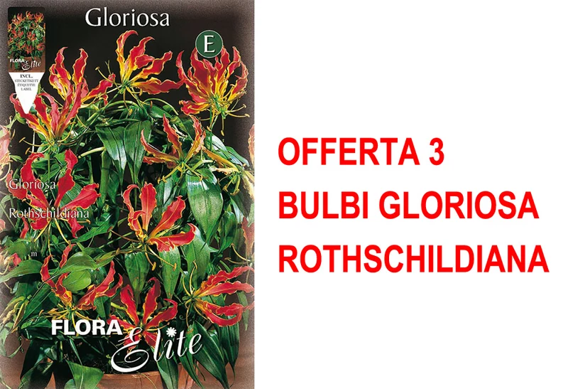 OFFERTA 3 BULBI GLORIOSA ROTHSCHILDIANA