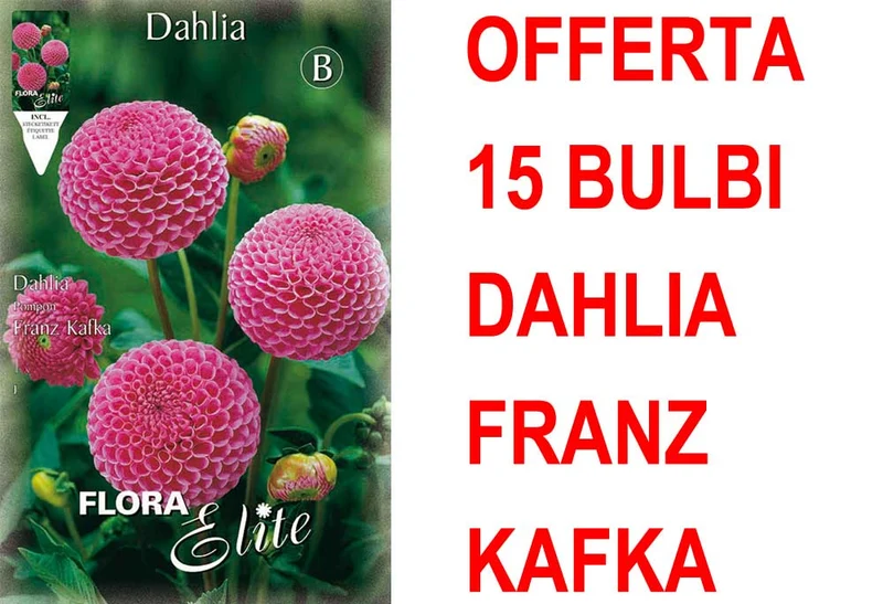 OFFERTA 15 BULBI DAHLIA POMPON FRANZ KAFKA