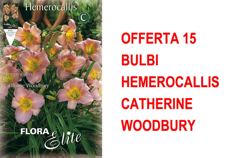 OFFERTA 15 BULBI HEMEROCALLIS CATHERINE WOODBURY