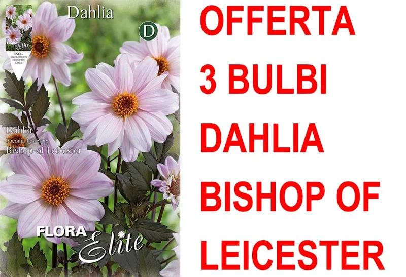 OFFERTA 3 BULBI DAHLIA PEONYFLOWERING BISHOP OF LEICESTER