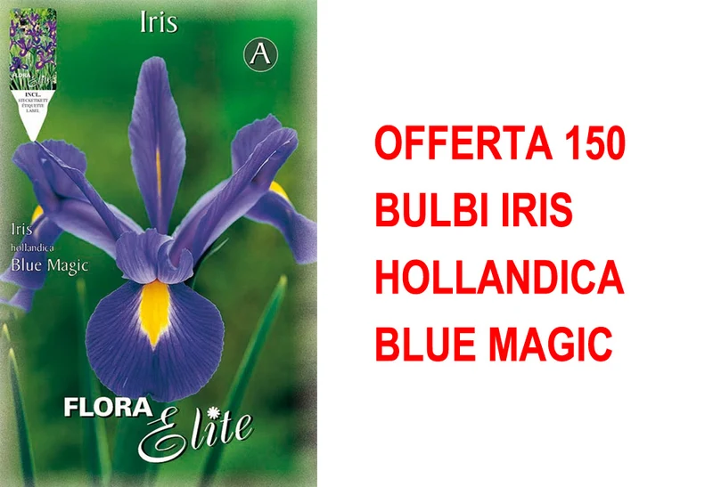 OFFERTA 150 BULBI IRIS HOLLANDICA BLUE MAGIC