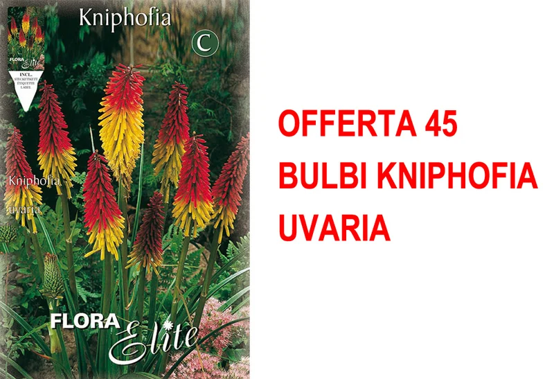 OFFERTA 45 BULBI KNIPHOFIA UVARIA