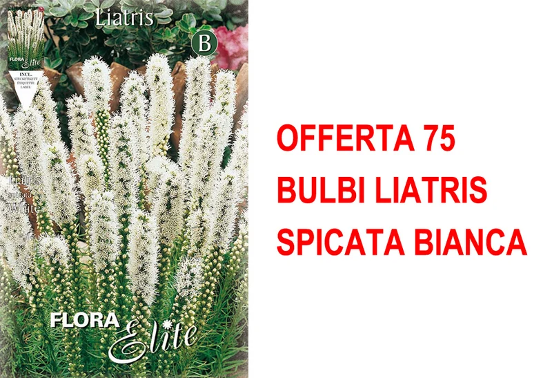 OFFERTA 75 BULBI LIATRIS SPICATA BIANCA