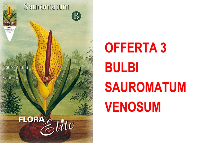 OFFERTA 3 BULBI SAUROMATUM VENOSUM