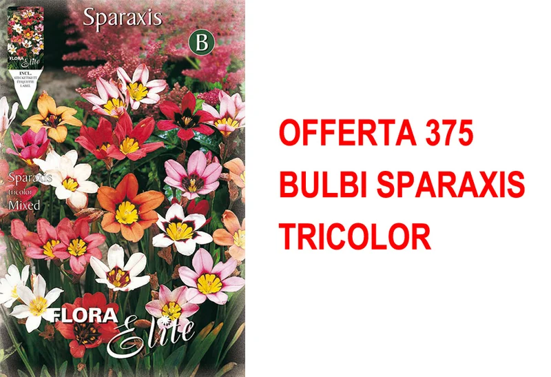OFFERTA 375 BULBI SPARAXIS TRICOLOR