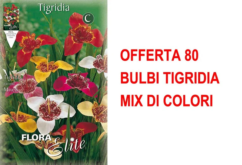 OFFERTA 80 BULBI TIGRIDIA MIX DI COLORI