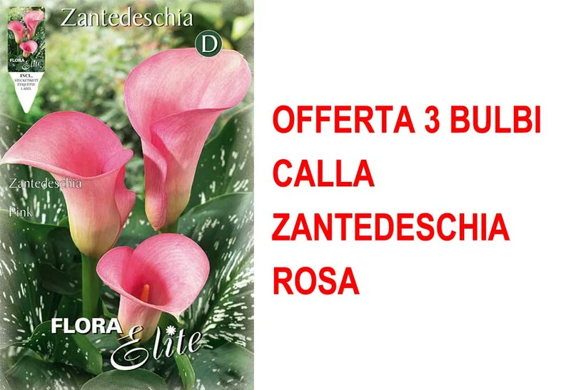 OFFERTA 3 BULBI CALLA ZANTEDESCHIA ROSA