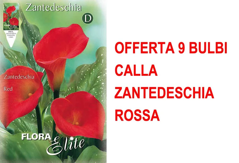 OFFERTA 9 BULBI CALLA ZANTEDESCHIA ROSSA