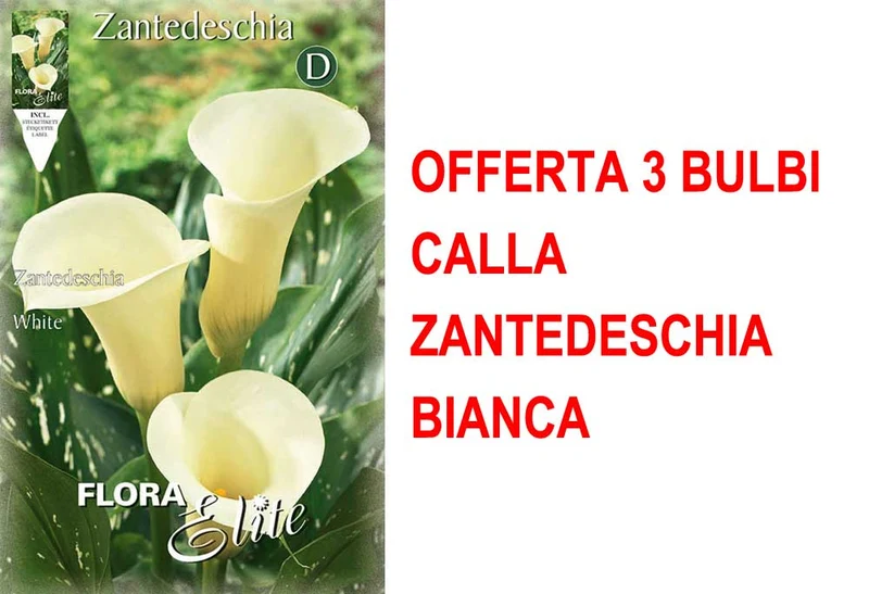 OFFERTA 3 BULBI CALLA ZANTEDESCHIA BIANCA
