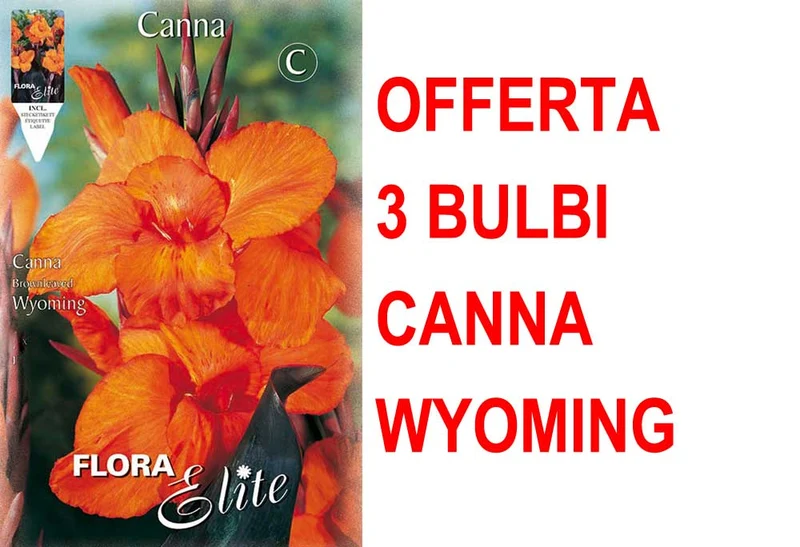 OFFERTA 3 BULBI CANNA BROWNLEAVED WYOMING
