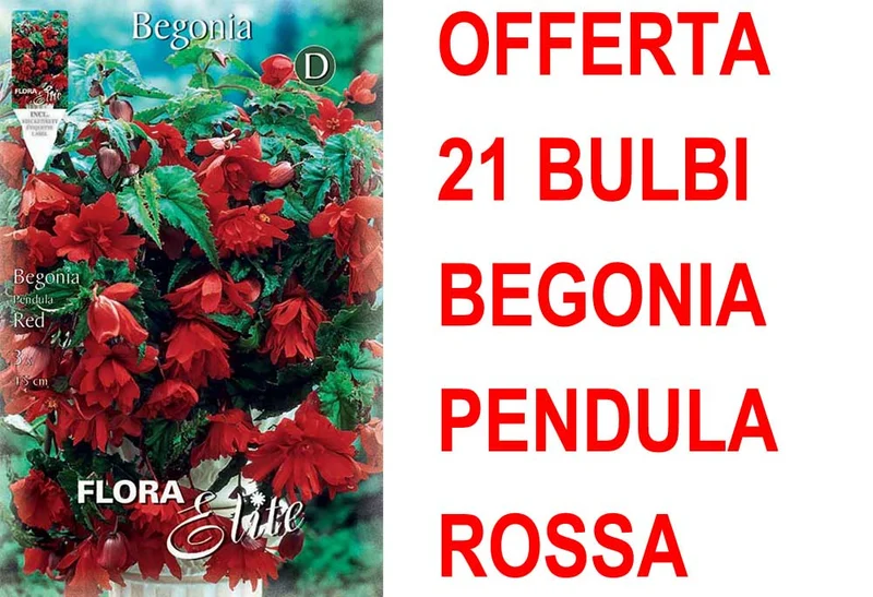 OFFERTA 21 BULBI BEGONIA PENDULA ROSSA