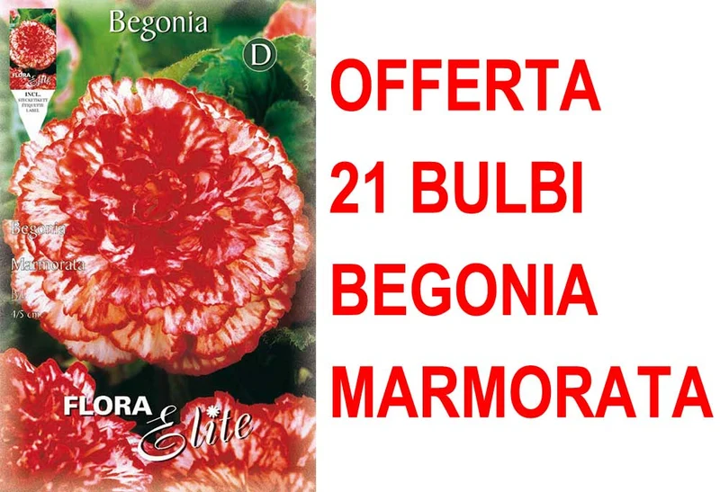 OFFERTA 21 BULBI BEGONIA MARMORATA