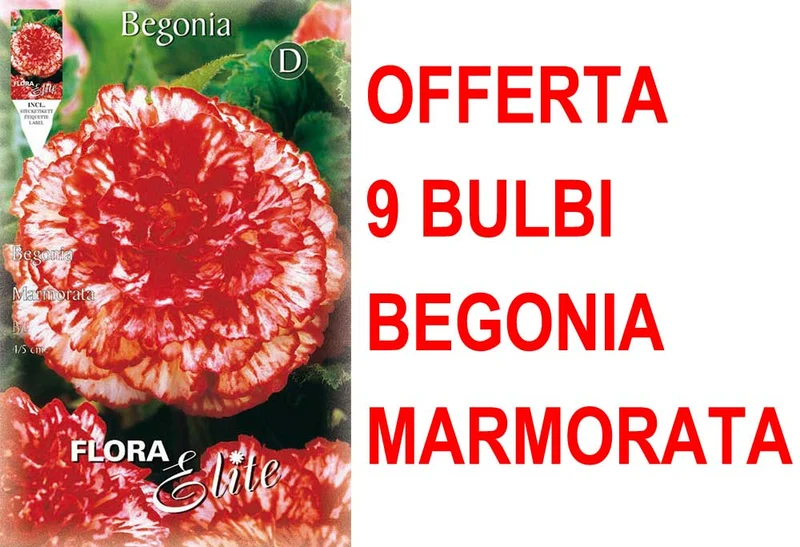 OFFERTA 9 BULBI BEGONIA MARMORATA