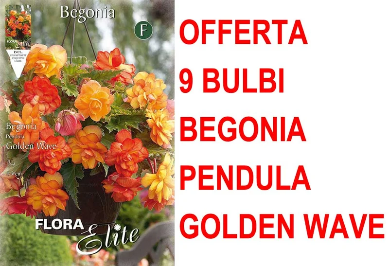 OFFERTA 9 BULBI BEGONIA PENDULA GOLDEN WAVE