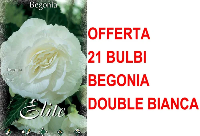 OFFERTA 21 BULBI BEGONIA DOUBLE BIANCA