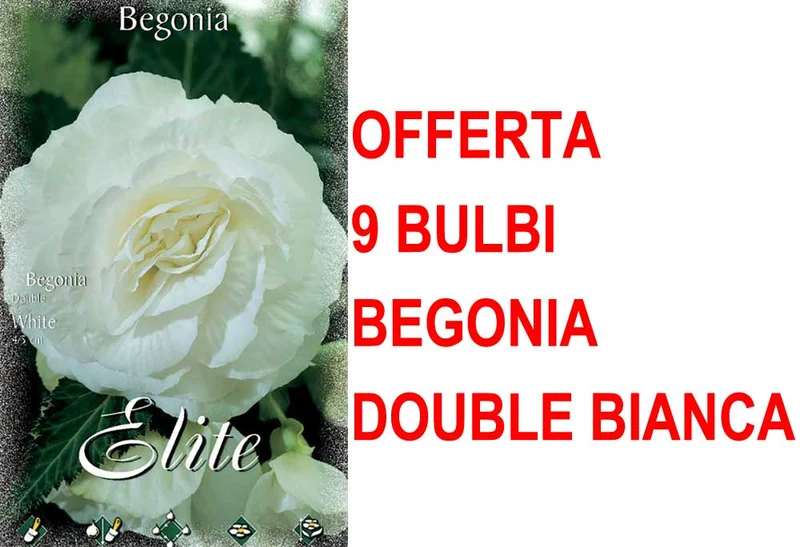 OFFERTA 9 BULBI BEGONIA DOUBLE BIANCA