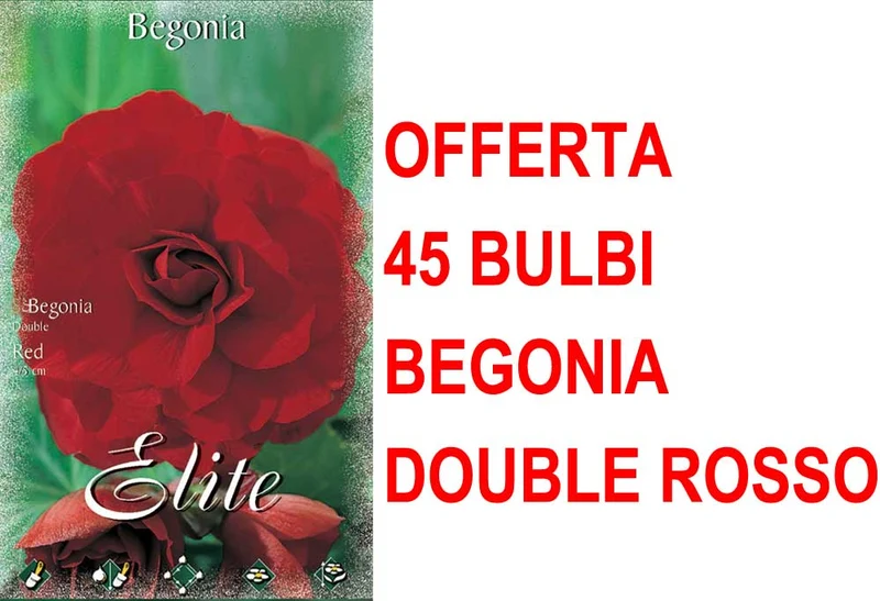 OFFERTA 45 BULBI BEGONIA DOUBLE ROSSO