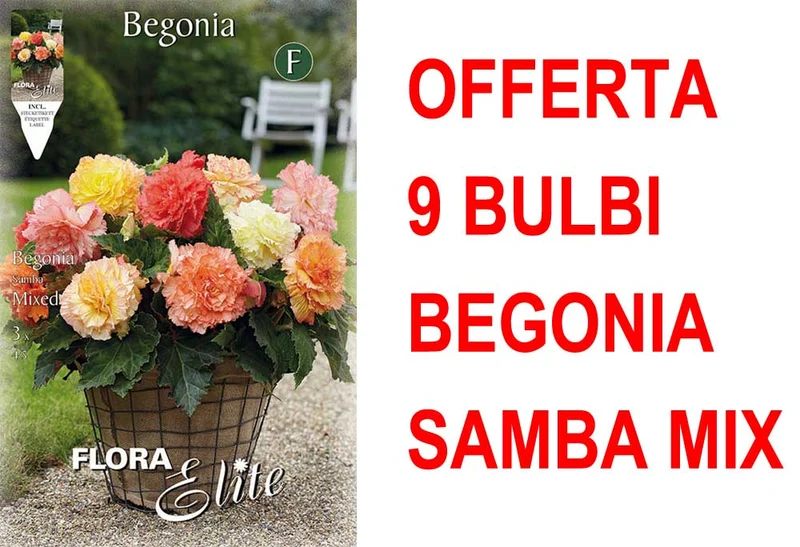 OFFERTA 9 BULBI BEGONIA SAMBA MIX