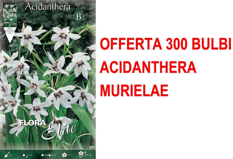 OFFERTA 300 BULBI ACIDANTHERA SYN. GLADIOLUS CALLIANTHUS MURIELAE