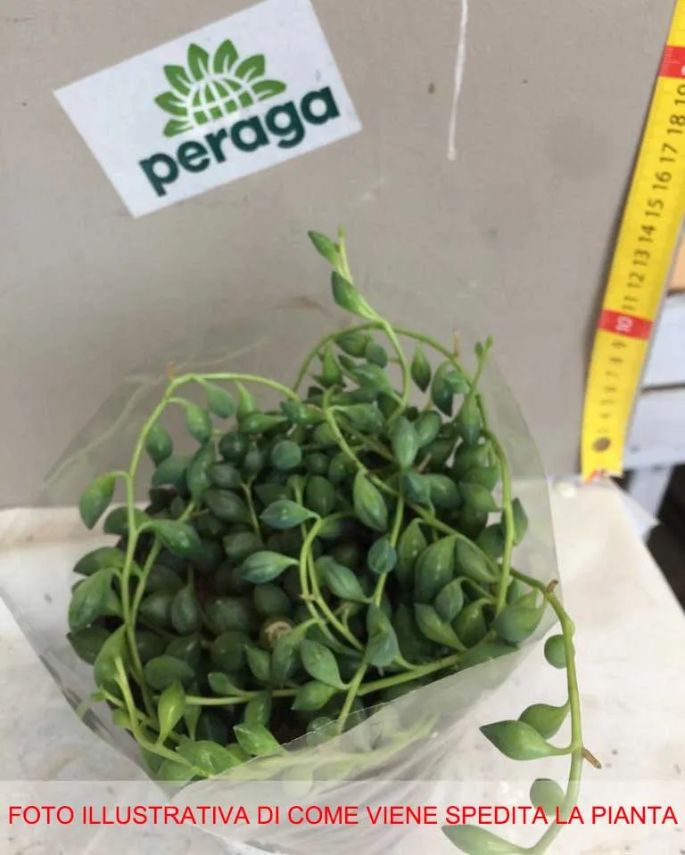 SENECIO HERREIANUS O PIANTA DEL ROSARIO VASO 12CM