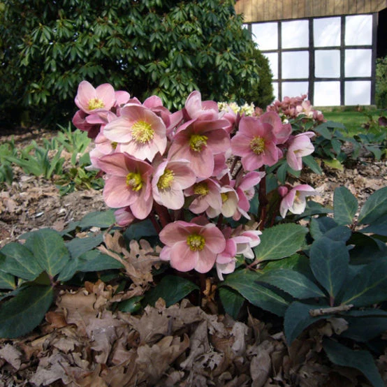 HELLEBORUS ORIENTALIS ROSA DI NATALE VASO 19CM