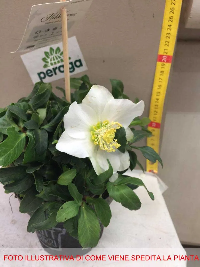HELLEBORUS NIGER BIANCO POTTBURRI ROSA DI NATALE VASO 12CM