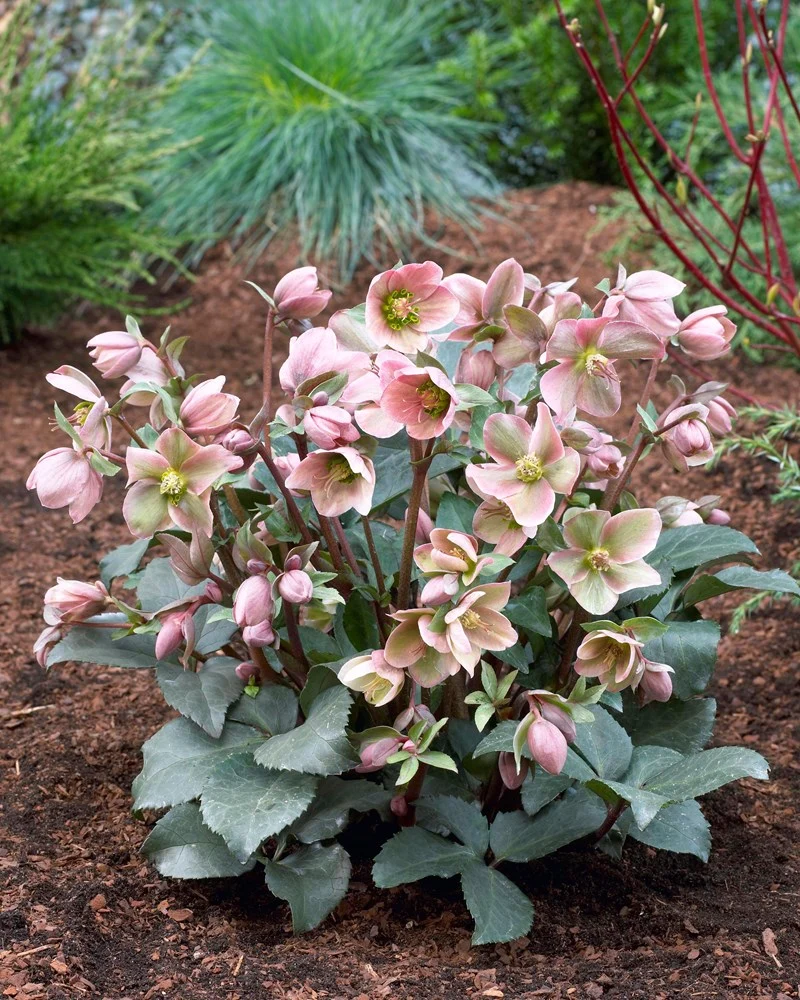 HELLEBORUS ANGEL GLOW ROSA DI NATALE VASO 15CM
