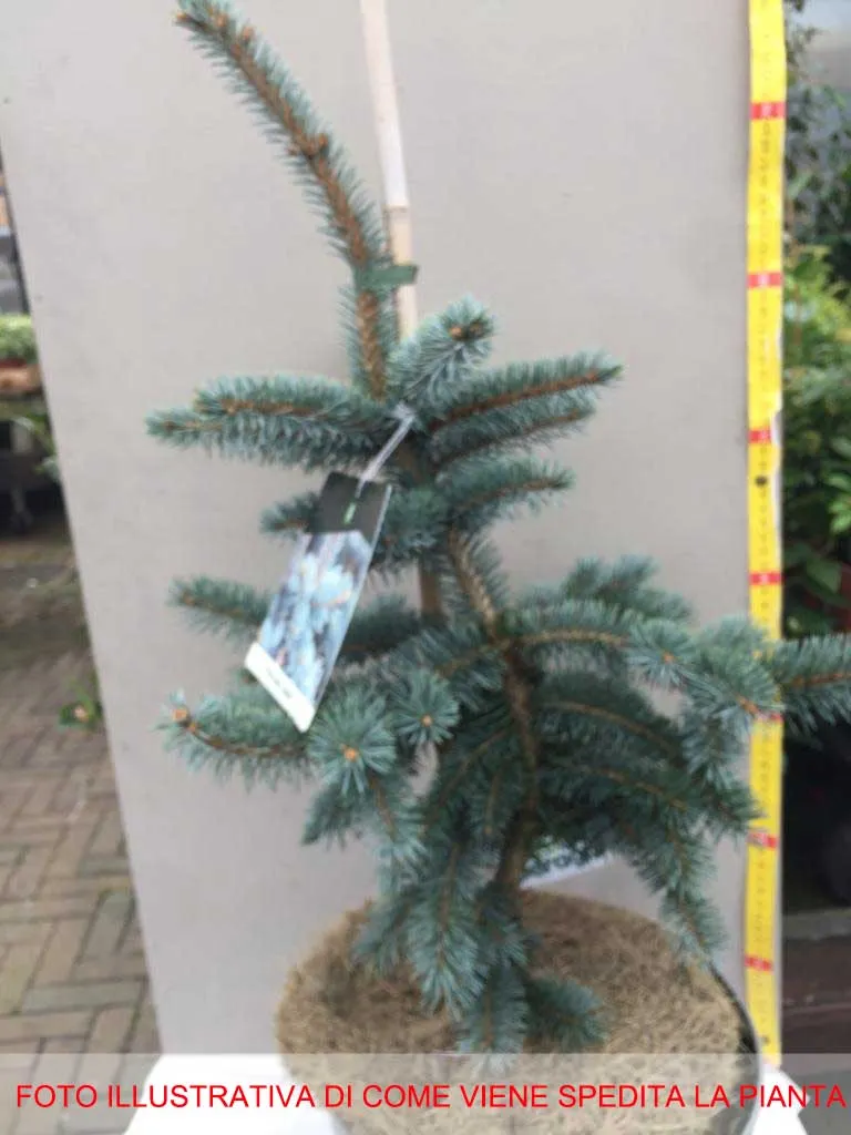 PICEA PUNGENS KOSTER ABETE BLU IN VASO 26CM