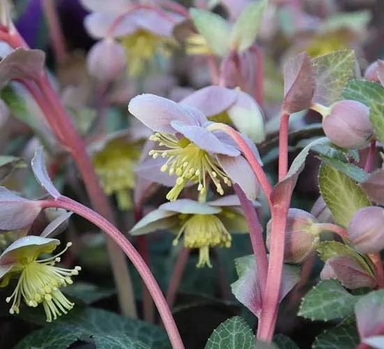 HELLEBORUS LIVIDUS ROSA DI NATALE VASO 9CM