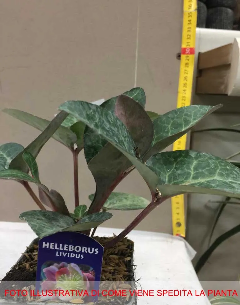HELLEBORUS LIVIDUS ROSA DI NATALE VASO 9CM