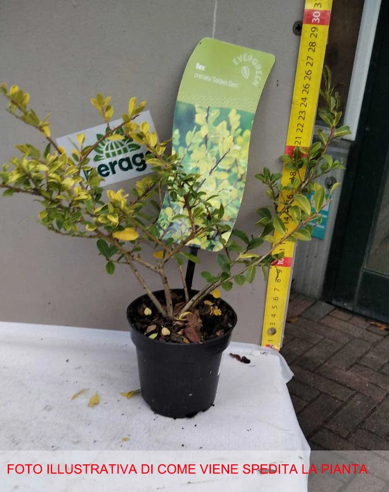 ILEX AGRIFOGLIO GOLDEN GEM VASO 9CM