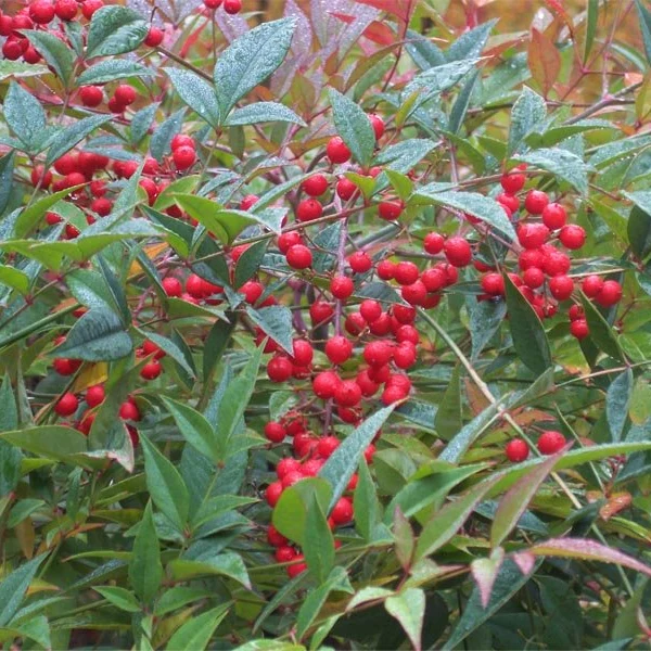 NANDINA DOMESTICA IN VASO 24CM