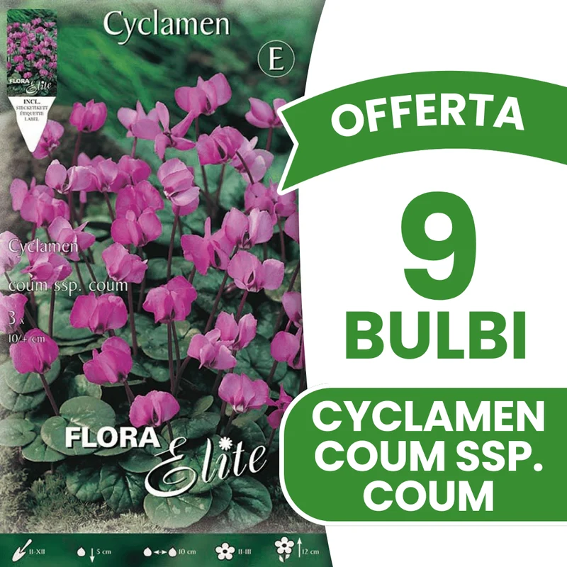 OFFERTA 9 BULBI CICLAMINO CYCLAMEN COUM SSP COUM
