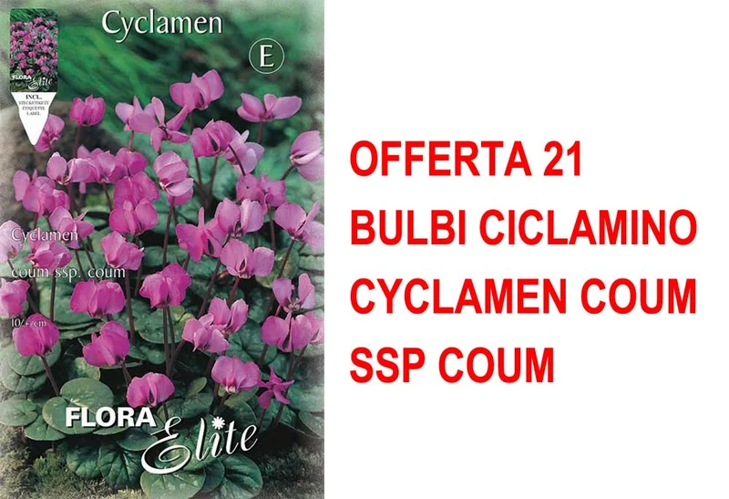 OFFERTA 21 BULBI CICLAMINO CYCLAMEN COUM SSP COUM