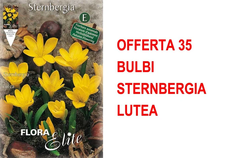OFFERTA 35 BULBI STERNBERGIA LUTEA