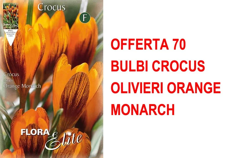 OFFERTA 70 BULBI CROCUS OLIVIERI ORANGE MONARCH