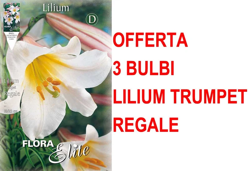 OFFERTA 3 BULBI LILIUM TRUMPET REGALE