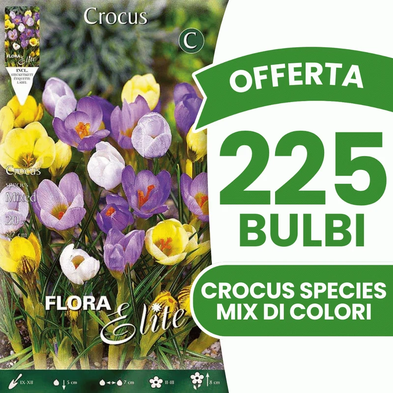 OFFERTA 225 BULBI CROCUS SPECIES MIX DI COLORI