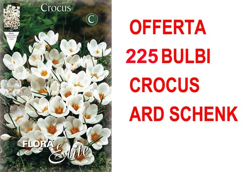 OFFERTA 225 BULBI CROCUS CHRYSANTHUS ARD SCHENK