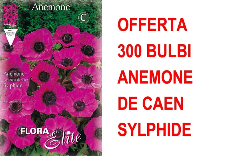 OFFERTA 300 BULBI ANEMONE CORONARIA THE BRIDE SYLPHIDE