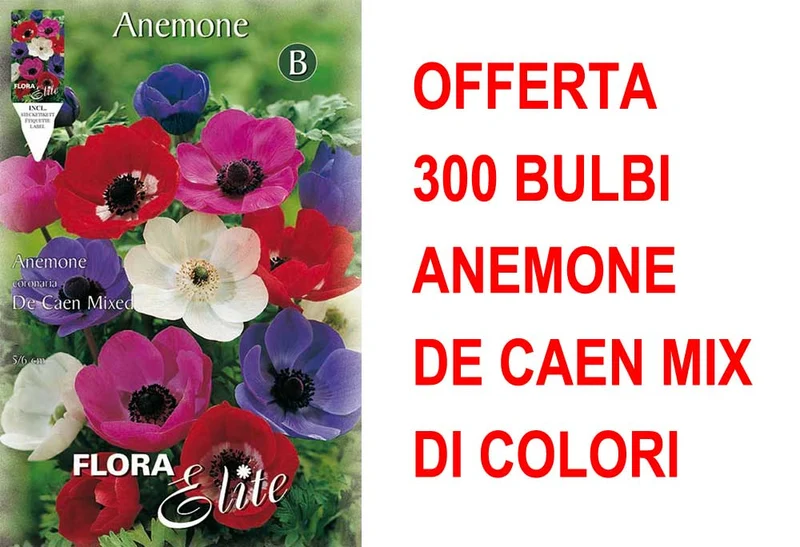 OFFERTA 300 BULBI ANEMONE DE CAEN MIX